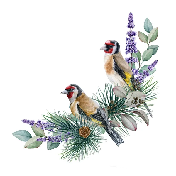Goldfinch vogel winter bloemstuk aquarel illustratie. Met de hand getekend natuurlijk decor met goudvink vogel, dennen, jeneverbes, eucalyptus bladeren. Kerst seizoen decor geïsoleerd op witte achtergrond — Stockfoto