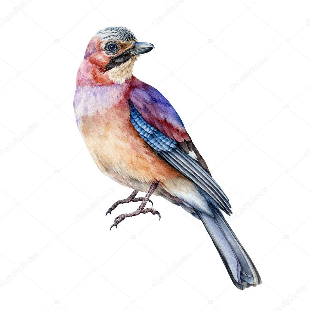 Jay bird realistic watercolor image. Hand drawn wild forest europe avian single illustration. Common jay bright close up element. Beautiful sitting bird on white background.