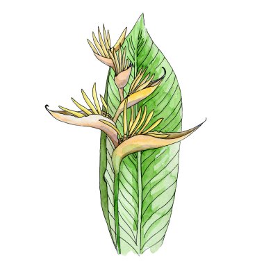 Heliconia tropikal çiçek suluboya çizimi. El yapımı botanik orman çiçeği bitkisi. Heliconia egzotik yağmur ormanları yeşil yapraklı sarı çiçek. Beyaz arkaplanda dekoratif bitki