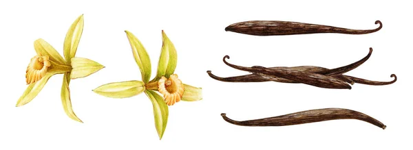 Fasulye suluboya setiyle vanilyalı orkide çiçeği. Elle çizilmiş gerçekçi aroma baharatı ve kuru tohum kabukları. Sarı orkide tropikal bitki koleksiyonu. Vanilya çiçeği botanik çizim elementi. — Stok fotoğraf