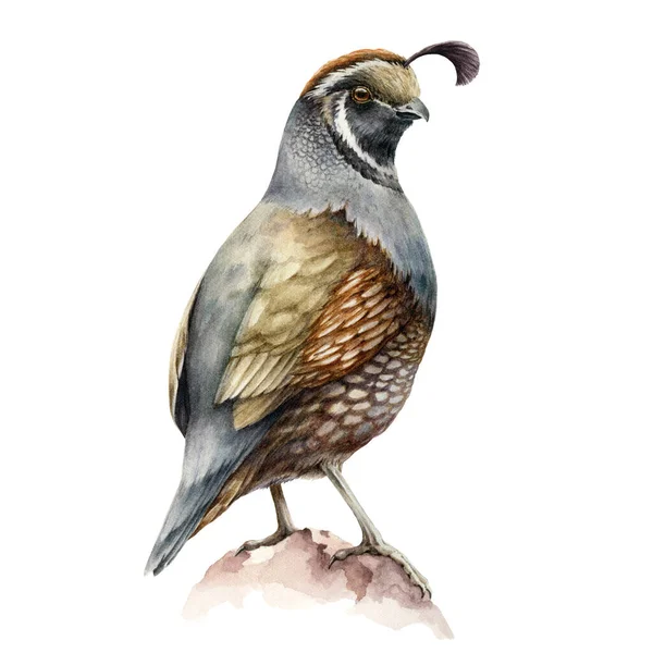 Crested quail bird watercolor illustration. California male quail brown bird image on white background. Realistic hand drawn small avian with crest. — Stock Photo, Image