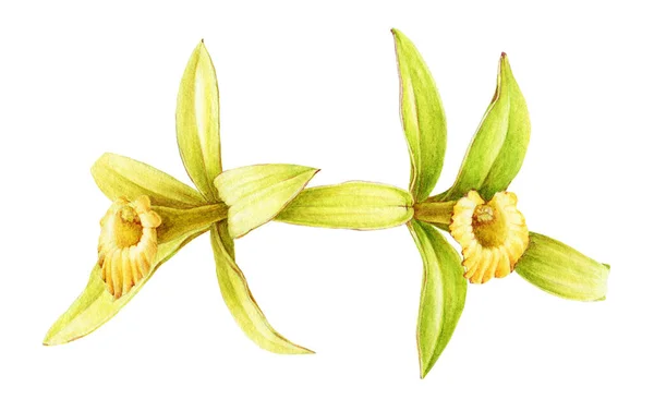 Vanilj orkidé blomma akvarell illustration. Handritad realistisk doft krydda växt. Gul orkidé tropisk växt isolerad på vit bakgrund. Vanilj blommor botanisk illustration. — Stockfoto