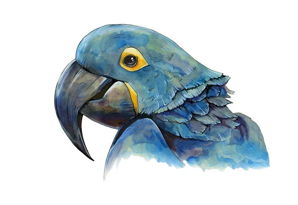 青いマコーのオウムの水彩イラスト。手描きの動物の現実的な肖像画。熱帯エキゾチックな青い鳥が要素を閉じます。美しい明るいジャングルの鳥。白い背景にマコーオウムの頭. — ストック写真