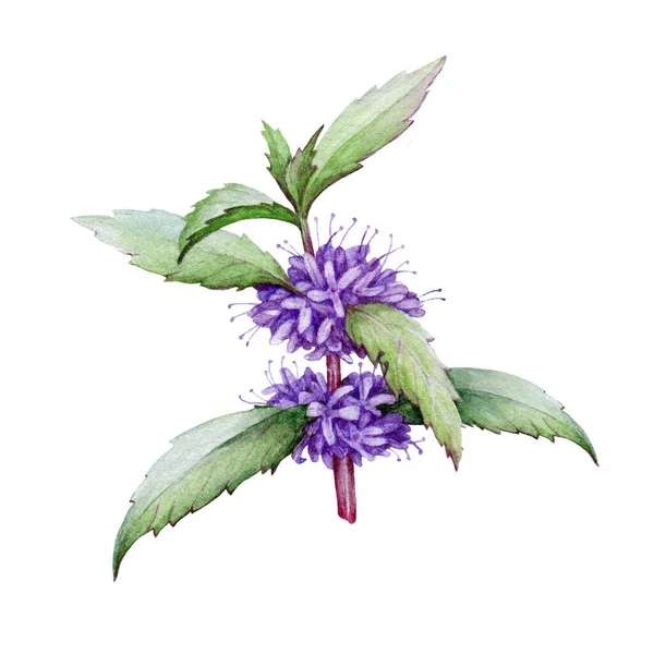 Minzkraut mit Blüten botanische Illustration. Wild Spermint Aquarell realistisches Element. Blühende Menta Heilpflanze. Handgezogene Bio-frische Minze mit violetten Blüten und grünen Blättern. — Stockfoto