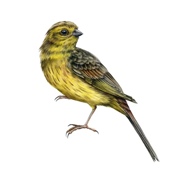 Yellowhammer vogel aquarel realistisch beeld. Met de hand getekend geel lied vogeltje. Yellowhammer mannetje op witte achtergrond. Prachtige tuin en bos Europa gemeenschappelijk vogel element. — Stockfoto