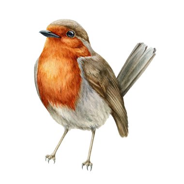 Robin Bird suluboya çizimi. El çizimi küçük bir bahçe kuşuna yakın. Güzel öten kuş tek görüntü. Beyaz arkaplanda küçük robin gerçekçi illüstrasyon ögesi