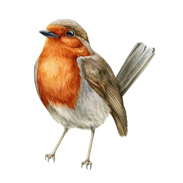 Robin vogel aquarel illustratie. Hand getekend close-up kleine tuin vogeltje. Mooie zangvogel single image. Klein roodborstje realistische illustratie element op witte achtergrond — Stockfoto