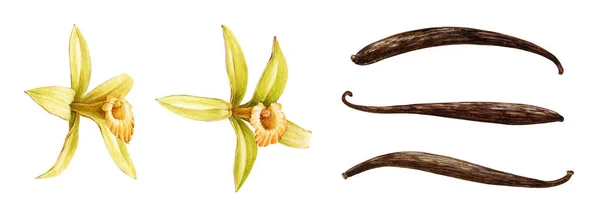 Kuru fasulye suluboya setiyle vanilyalı orkide çiçekleri. El yapımı gerçekçi aroma aromalı, tohumlu baharat kabuğu. Vanilya çiçeği botanik çizim elementi. Sarı orkide tropikal bitki koleksiyonu — Stok fotoğraf