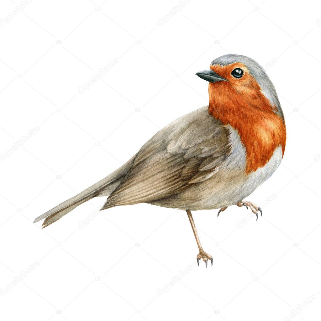 Robin bird watercolor illustration. Beautiful song bird single side image. Hand drawn close up small garden avian. Bright forest animal. Tiny robin realistic illustration element on white background.