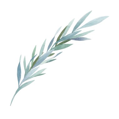 Okaliptüs yeşili suluboya çizimi. Elle çizilmiş çiçek yeşili element. Zarif okaliptüs bitki görüntüsü. Beyaz arkaplanda güzel boho tarzı ağaç ögesi