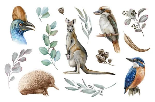 Australia animal y aves acuarela conjunto. Canguro dibujado a mano, kookaburra, echidna, martín pescador, casuario, rama de eucalipto y semillas colección realista. Astralia fauna y flora silvestres —  Fotos de Stock