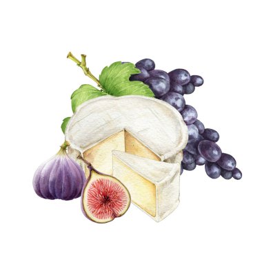 Cheese with fruit arrangement watercolor image. Tasty dessert with creamy camambert or brie mold cheese, grapes and fig fruit illustration. Realistic food image. Delicious fresh healthy snack group