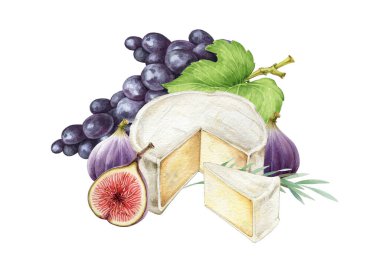 Cheese with fruit watercolor image. Tasty dessert with creamy camambert or brie mold cheese, grapes and fig fruit illustration. Realistic food image. Delicious fresh healthy snack arrangement.