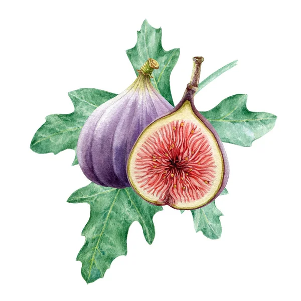 Fig vers fruit op groen blad aquarel illustratie. Rijp smakelijke biologische gesneden en hele vijgenelement groep. Tropisch zoet fruit met zaden op witte achtergrond. Realistisch vers natuurlijk voedsel imago. — Stockfoto