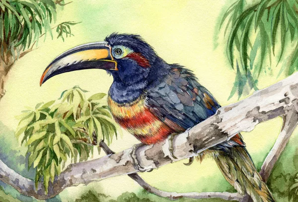 Toekan vogel op de boom tak aquarel illustratie. Helder tropisch dier in het regenwoud. Geel en rood gestreept vogeltje op de weelderige bladerachtergrond. Toekan exotische vogel jungle vogelspotten. — Stockfoto