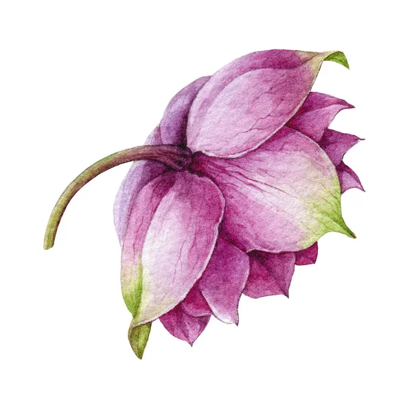満開の水彩画でピンクのひげ花。春冬に、柔らかいヘレボルスの花を咲かせます。現実的な花の要素側のビュー白い背景に隔離された — ストック写真