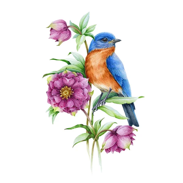 Bluebird på blommande hellebore rosa blomma akvarell illustration. Realistisk blommig vårbild Isolerad på den vita bakgrunden. Östra sialia fågel med ömma våren blommor och gröna blad. — Stockfoto