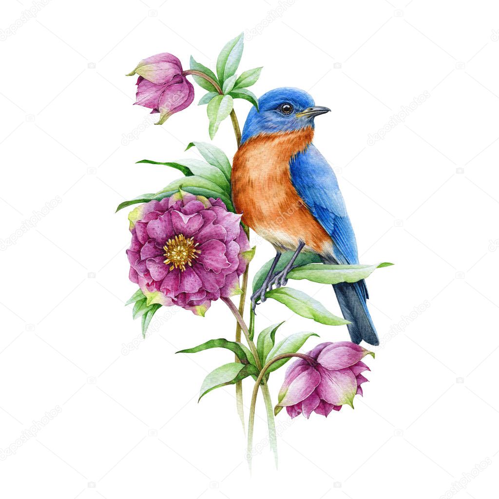 Bluebird on blooming hellebore pink flower watercolor illustration. Realistic floral spring image Isolated on the white background. Eastern sialia bird with tender spring flowers and green leaves. 