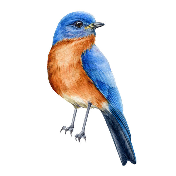 Bluebird watercolor illustration. Tiny bird wih blue feathers. Beautiful songbird element. Hand drawn realistic north america avian. Eastern bluebird single close up image on white background.