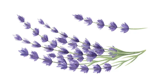 Levandulové květiny akvarel ilustrace. Organické Lavandula bylina stonky s pupeny a zelené listy zblízka ilustrace. Izolované na bílém pozadí. Lékařská a aromatická šeříková bylinková botanická kresba — Stock fotografie