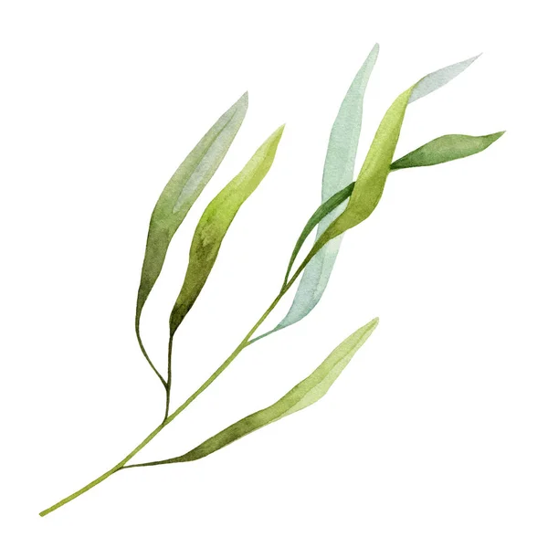 Yeşil yapraklı gerçekçi bitki suluboya çizimi. El yapımı yabani bitki dalı. Botanik ya da nehir çimleri, yabani otlar. Beyaz arkaplanda yaprakları olan yeşil saplı — Stok fotoğraf