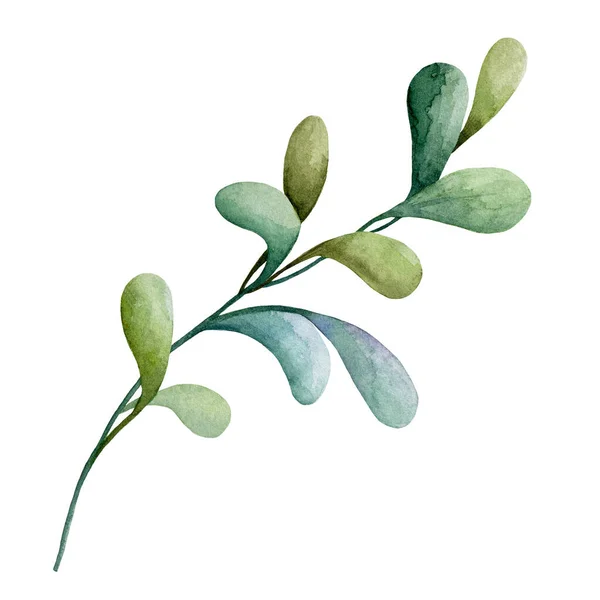 Ρεαλιστικό πράσινο φυτό με ακουαρέλα εικονογράφηση. Πράσινο βότανο στέλεχος σε λευκό φόντο. Χειροποίητο στοιχείο άγριων δασικών φυτών. Βοτανικό πεδίο ή γρασίδι ποταμού, αγριόχορτο εικόνα στοιχείο — Φωτογραφία Αρχείου