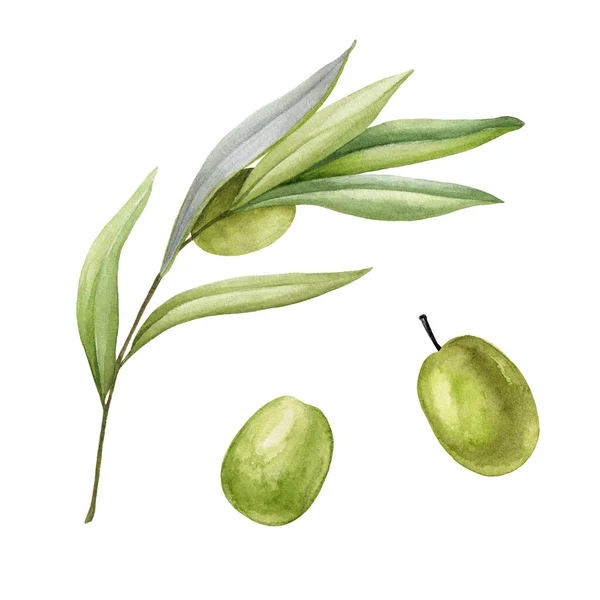 橄榄枝与叶子和水果水彩画集.绿色生有机橄榄自然采摘.具有绿色叶子和白色背景的水果元素的树的优雅的枝条 — 图库照片