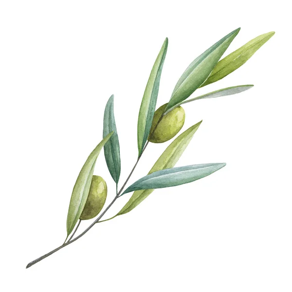 Olivová větev se zelenými listy a ovocnou akvarelovou ilustrací. Zelená syrová bio oliva přírodní image. Strom elegantní větev se zelenými listy a ovocnými prvky na bílém pozadí — Stock fotografie