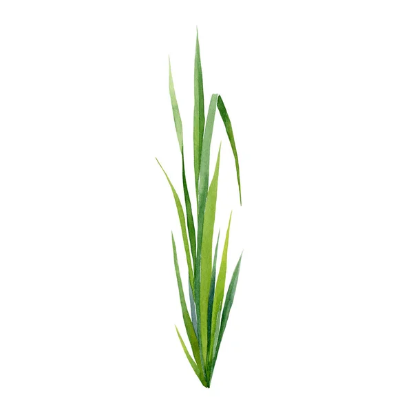 Realistic green grass with elegant leaves watercolor illustration. Green natural plant stem on white background. Hand drawn wild forest herb element. Botanical field or river grass element image — Stock Photo, Image