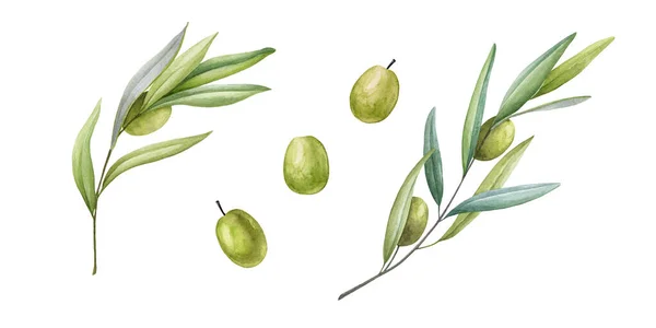 Оливковая ветвь с фруктами и листьями акварели иллюстрации. Зеленая органическая оливковая коллекция. Элегантная ветвь дерева с зелеными листьями и фруктовыми элементами на белом фоне — стоковое фото