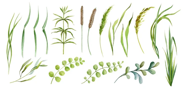 Grama verde realista, ervas e cereais spikelets plantas aquarela set. Grama de campo tipo diferente, coleção de elementos de ervas selvagens. Peças de plantas botânicas desenhadas à mão sobre fundo branco — Fotografia de Stock