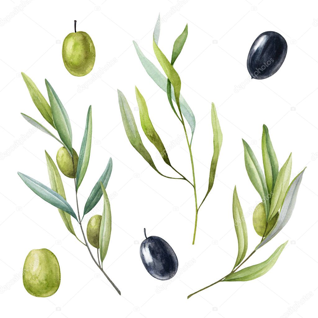 Olive branch with fruit and leaves watercolor set. Black and green raw organic olive natural collection. Tree elegant branch with green leaves and fruit elements on a white background