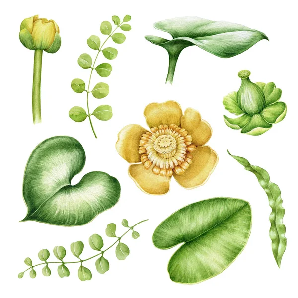 Flores de agua y acuarela de hojas. Ilustración realista de la flora de ríos y lagos. Lirio de agua amarilla colección dibujada a mano. Verano estanque flores elemento. Hojas verdes y flor sobre fondo blanco —  Fotos de Stock