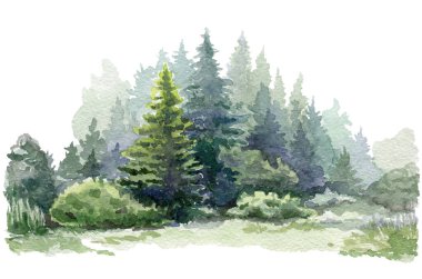 Firavun ağacı ormanı suluboya resmi. Elle çizilmiş, yemyeşil bir çam çizimi. Evergreen doğal çam ağaçları ve çalılar. Yeşil orman bitkisi geçmişi. Beyaz arka planda Noel ağacı ve çalılar.