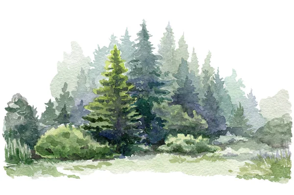 Fir tree forest watercolor image. Hand drawn relistic lush pine illustration. Evergreen natural spruce trees and bushes. Green forest plant background. Christmas tree and bushes on white background.