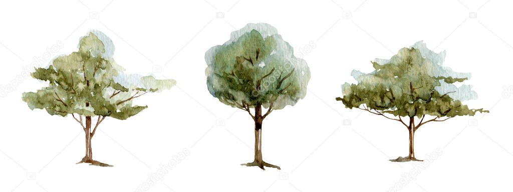 Young olive green tree watercolor illustration. Olive various natural botanical plant. Hand drawn leafy and evergreen tree element object. Green forest and garden single image on white background