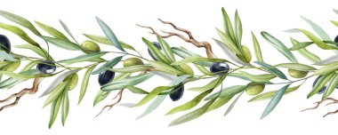 Zeytin dalları meyve ve suluboya elementlerle sınırlıdır. Yeşil yapraklı şık bir sınır, beyaz arka planda meyveler. Yeşil ve siyah organik zeytin doğal dekorasyonu. 