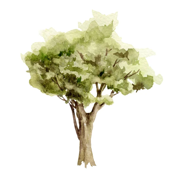 Yeşil ağaç suluboya çizimi. Akçaağaç, ıhlamur, meşe ağacı. El yapımı yapraklı ve her zaman yeşil olan ağaç elementi nesnesi. Yeşil orman ve bahçe beyaz zemin üzerinde tek botanik görüntü — Stok fotoğraf
