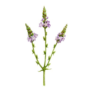 Verbena bitkisi, organik suluboya resim. El yapımı mine çiçeği. Yeşil saplı mor organik çiçekler. Beyaz arka planda Aromatik tıbbi verbena bitkisi