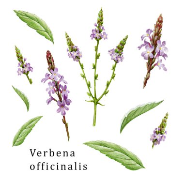Verbena officinalis organik bitki seti. El yapımı mine çiçeği koleksiyonu. Yeşil yapraklı mor organik çiçekler. Beyaz arka planda Aromatik tıbbi verbena bitkisi
