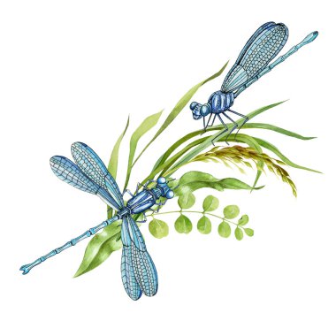 Bir çift yusufçuk ve yabani çayır otu. İki zarif böcek ve yaz bitkisi. Suluboya çizimi. Yusufçuk tarafı ve üst tarafı. El yapımı vahşi yaşam. Beyaz arkaplanda