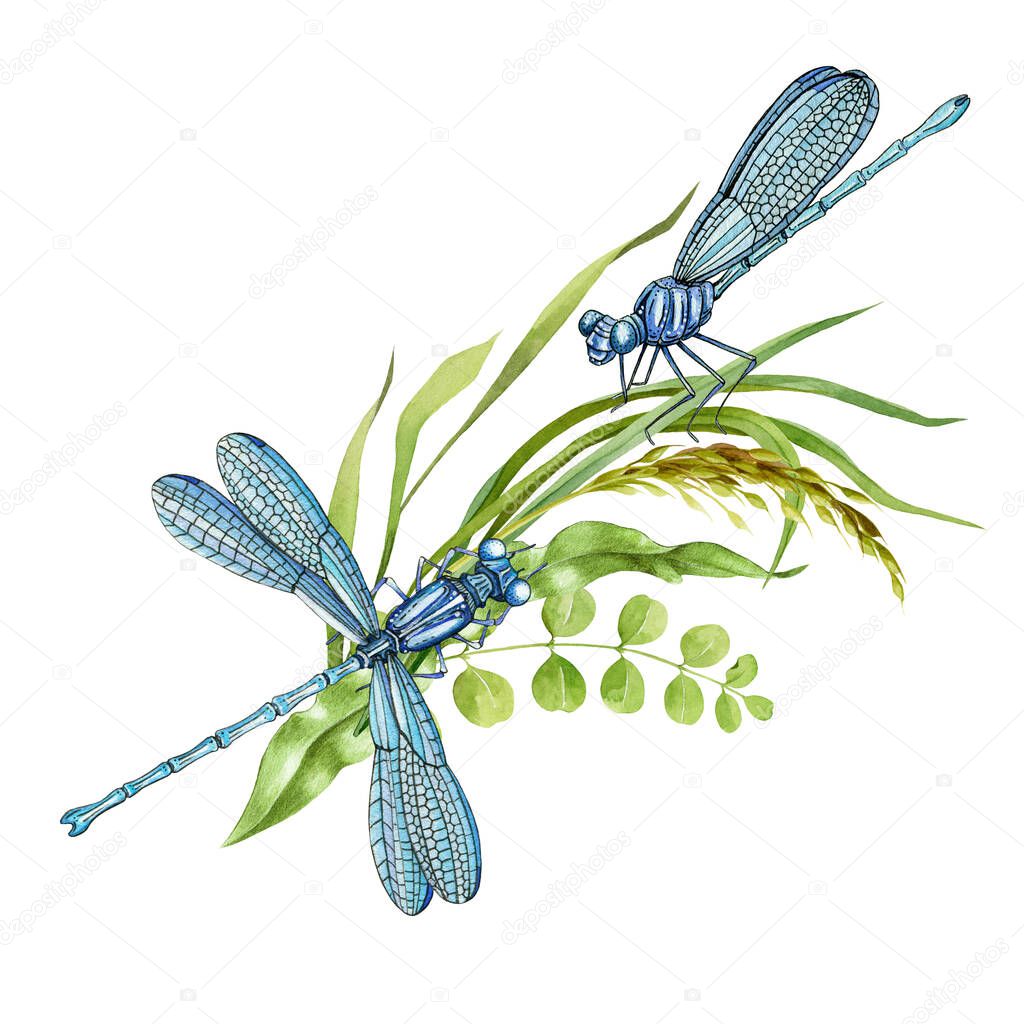 Pair of dragonflies and wild meadow grass. Two elegant insects and summer herbs. Watercolor illustration. Dragonfly side and top image. Hand drawn wildlife. On white background
