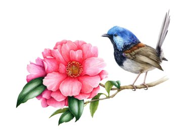 Peri kırbacı kuş ve pembe kamelya çiçeği. Bahçe Avustralya kuş suluboya çizimi. Yumuşak kamelya bahar çiçekleri ve yeşil yapraklı Wren kuşu. Gerçekçi çiçekli bahar görüntüsü