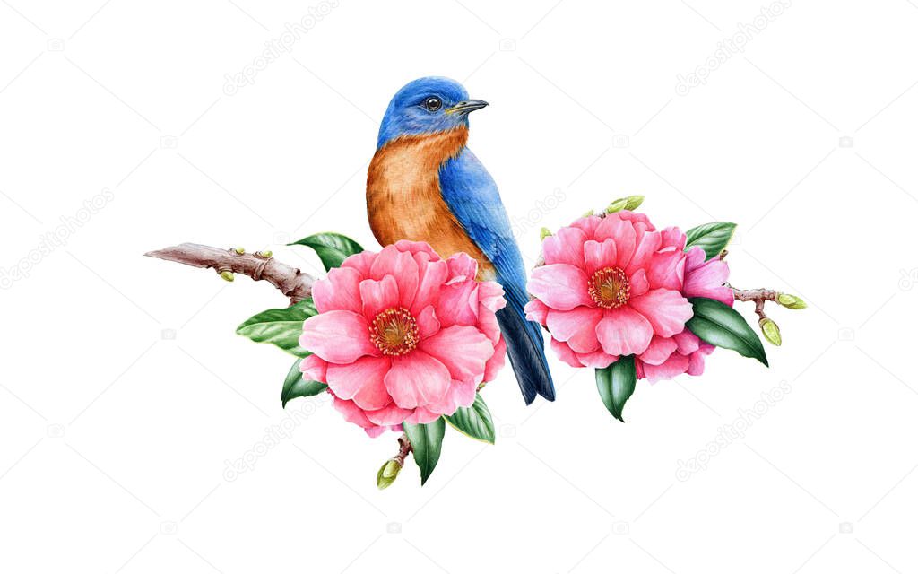 Bluebird and pink camellia flower. Garden bird watercolor illustration. Eastern sialia bird with tender camellia spring flowers and green leaves. Realistic floral spring image on the white background