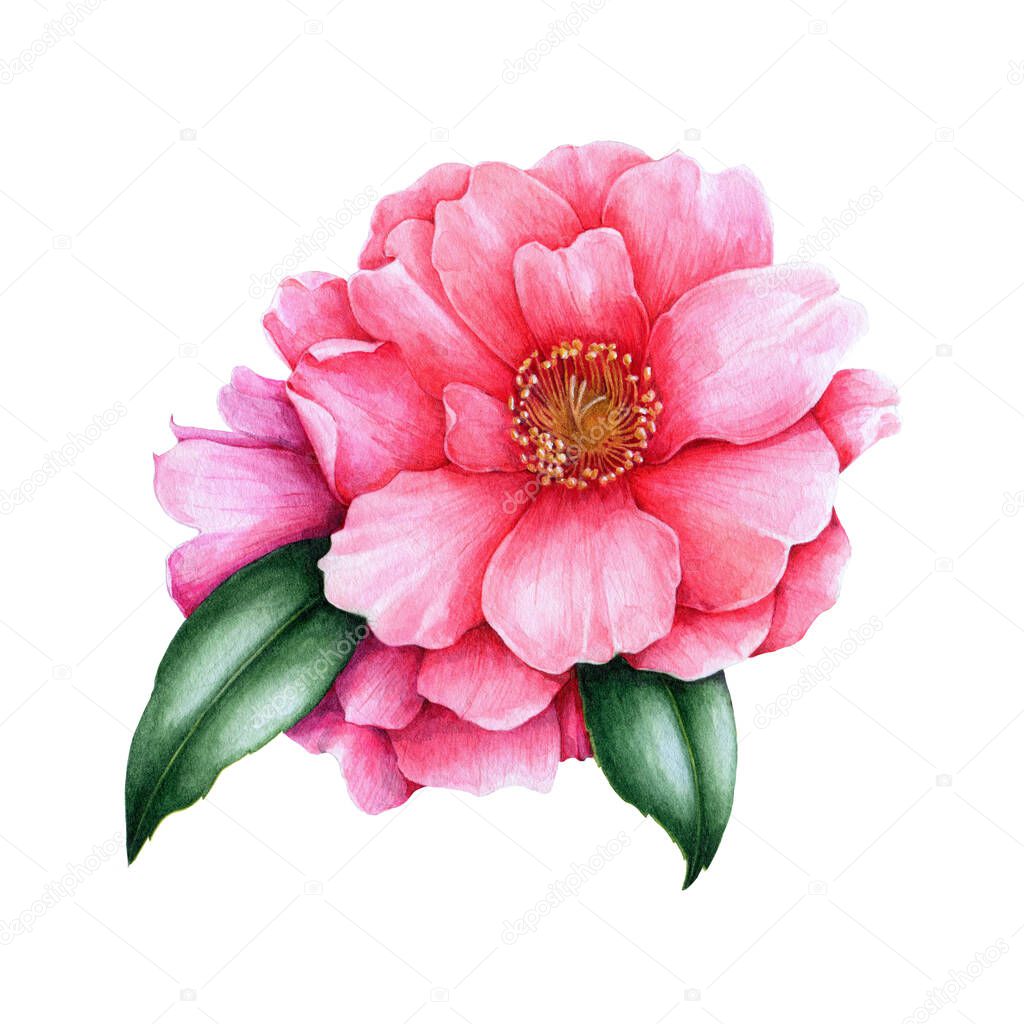 Pink camellia flower element. Lush spring blossom and green leaves. Bright camellia watercolor flower. Hand drawn botanical illustration. Floral element isolated on a white background