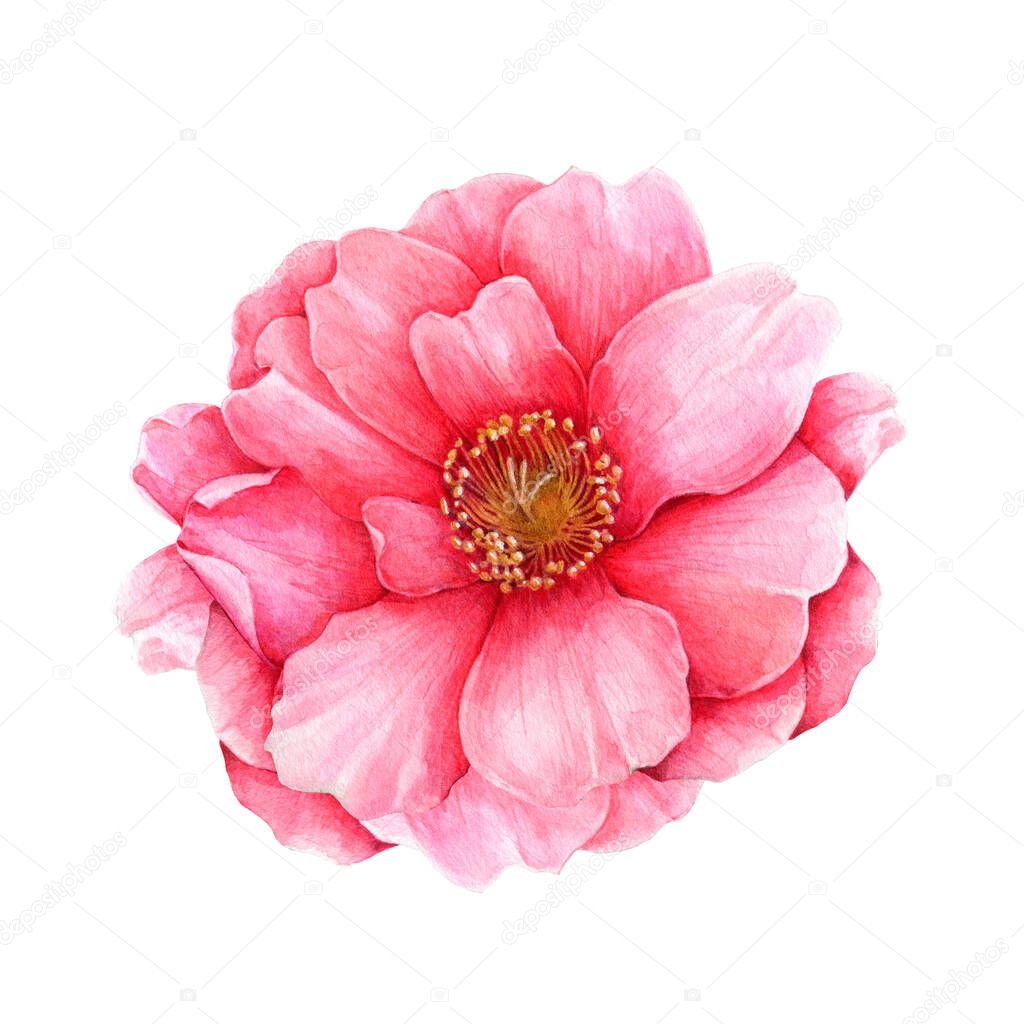 Pink camellia flower element. Lush spring blossom. Bright camellia watercolor flower. Hand drawn botanical illustration. Floral element isolated on a white background