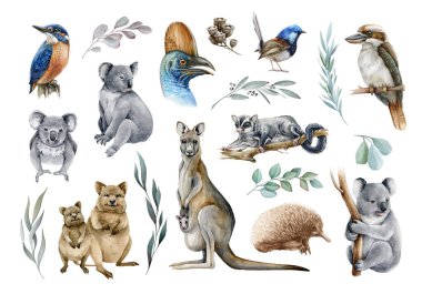 Avustralya hayvan ve kuş suluboya seti. El yapımı kanguru, koala, yalıçapkını, ekidna, balıkçı, cassowary, okaliptüs dalı gerçekçi koleksiyonu. Astralia vahşi yaşam flora ve fauna seti