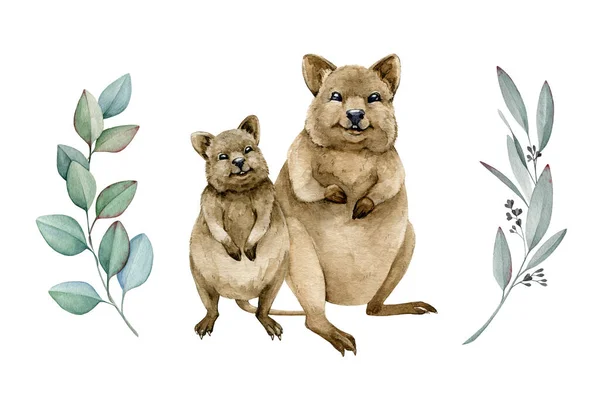 Quokka couple watercolor 일러스트. 오스트레일리아 원주민 재미있는 동물. 1 쿼터 카 2 개가 포유류 인 오스트랄리아 포유류를 웃고 있습니다. 배경은 흰색. 손으로 그린 스케치 — 스톡 사진