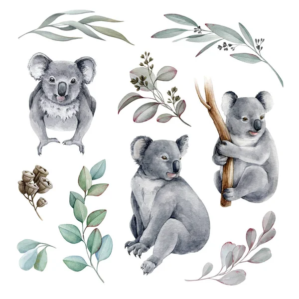 Koala bear watercolor set illustration. Australia symbol. Grey wild australia endemic furry animal. Cute koala bear and eucalyptus branch collection. Native australian animal bear. On white background