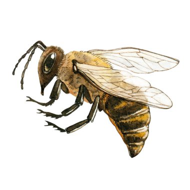 Bal arısı suluboya illüstrasyonunu kapat. El yapımı kabarık çizgili çayır böceği. Kanatları ve bacakları yan gören bal arısı. Bahçe bal tozlayıcı böceği beyaz arkaplanda izole edilmiş